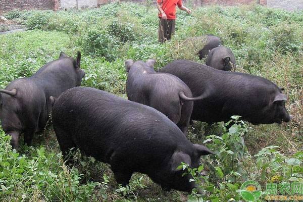 辰颐物语编辑部整理土猪价格多少钱一斤国内出名的土猪品种有哪些