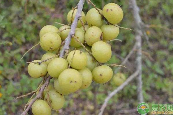 2019野生余甘果多少钱一斤？余甘果人工种植前景分析