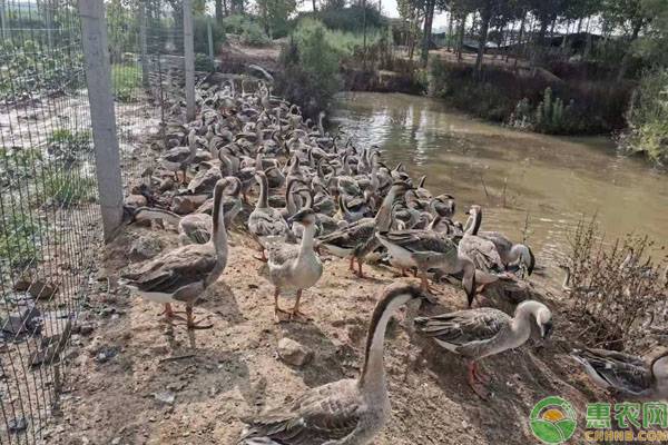 大雁多少钱一只？前景怎样？饲养100只大雁的成本及利润