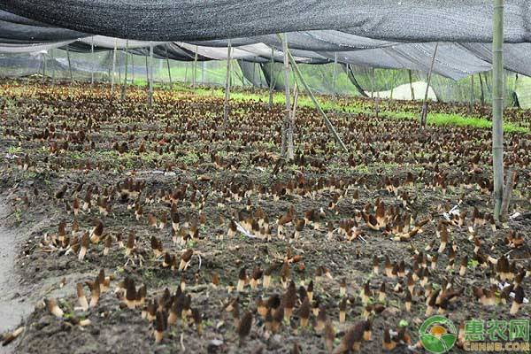 羊肚菌种植前景如何？2019羊肚菌种植成本和利润