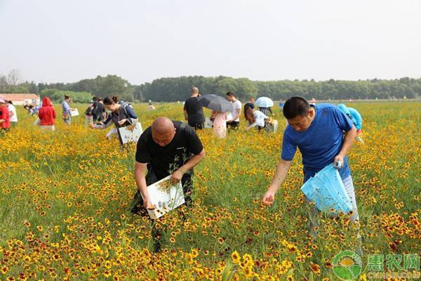 吴堡县：丰收雪菊花，洋溢致富喜悦！