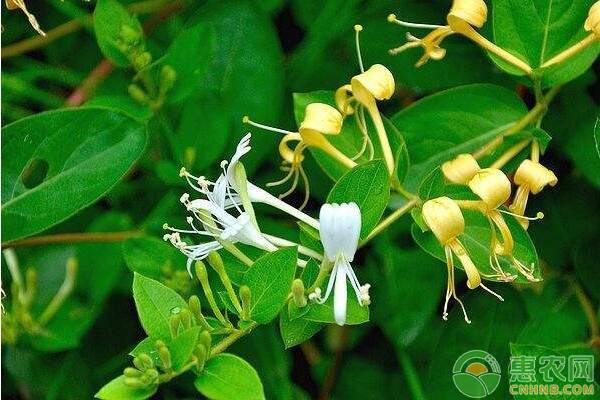 这四种中药材三伏天吃了能败火祛湿，种植亩收益上万元！