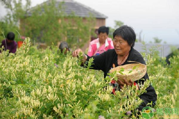 女村官带领村民种植金银花，解决就业问题并实现增收！