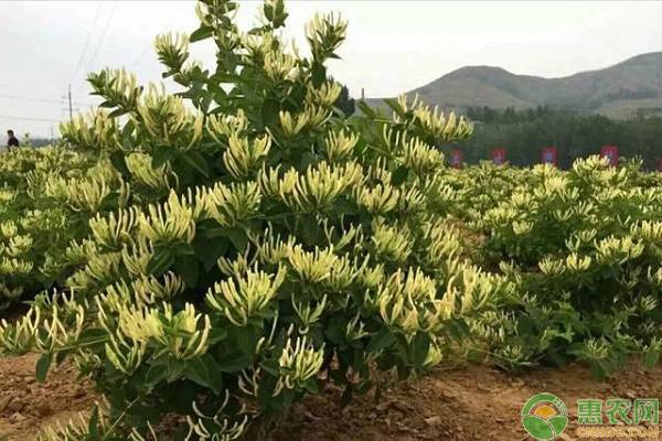 女村官带领村民种植金银花，解决就业问题并实现增收！