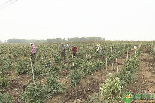 女村官带领村民种植金银花，解决就业问题并实现增收！