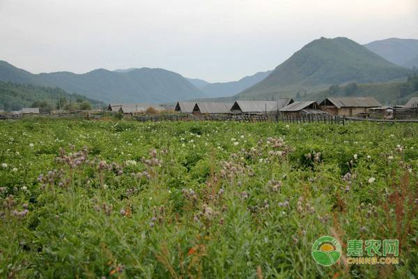 自留地有什么特点与用途？自留地与承包地有何区别？