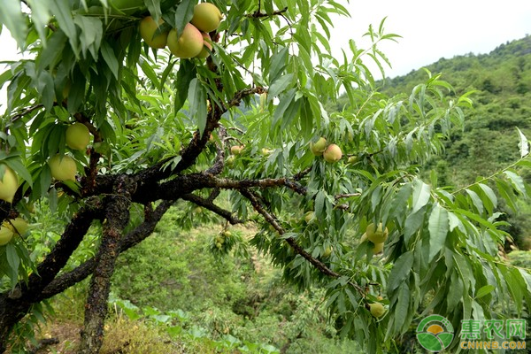 蜜桃价格要多少钱一斤？蜜桃的播种育苗技巧有哪些？