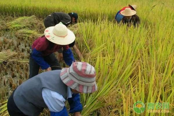 谁说种田没出息？54岁洞口大伯种植五彩水稻年产值达1000万！