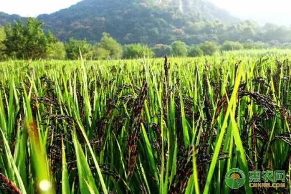 谁说种田没出息？54岁洞口大伯种植五彩水稻年产值达1000万！