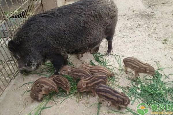 野猪肉多少钱一斤？野猪养殖前景怎么样？