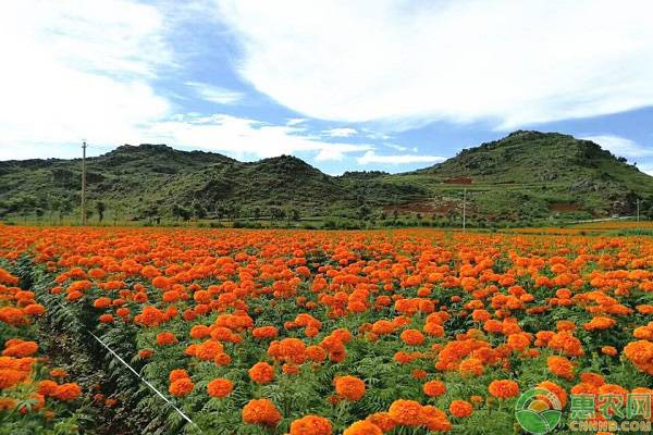 叶城县：发展万寿菊特色种植，让村民走上致富“阳关道”！