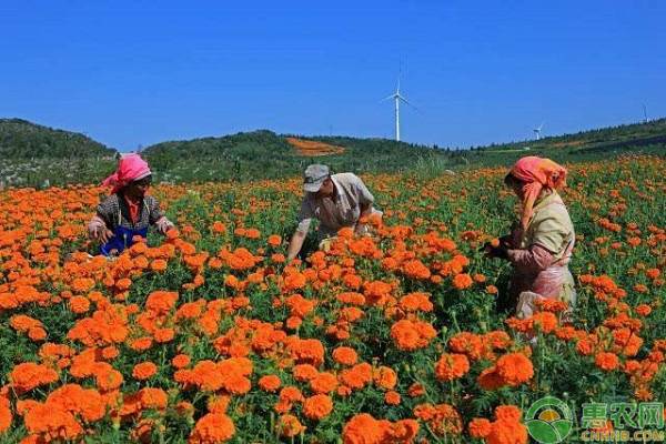 叶城县：发展万寿菊特色种植，让村民走上致富“阳关道”！