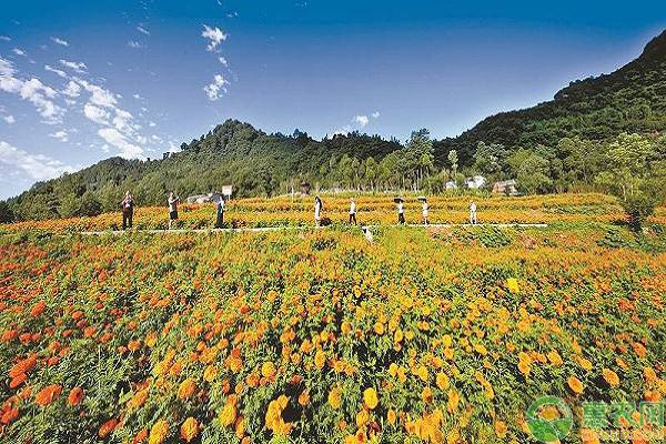 叶城县：发展万寿菊特色种植，让村民走上致富“阳关道”！