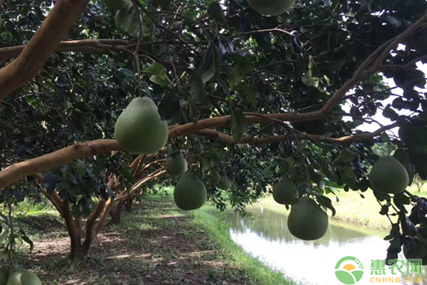 台湾青柚价格多少钱一斤？台湾青柚的种植技术有哪些？