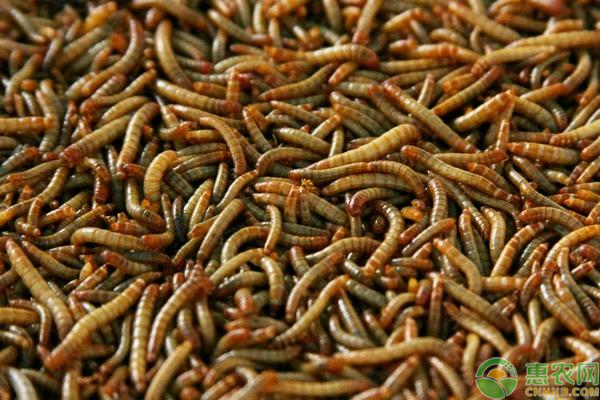 辰颐物语编辑部整理:黄粉虫价格多少钱一斤?黄粉虫养殖的方法有哪些?