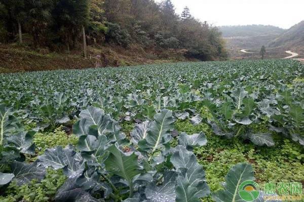 2019年西兰花的种植前景如何?怎么种能提高种植效益?