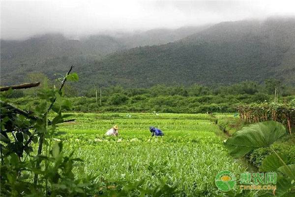 农村俗语“秋后一伏热死人”是什么意思？