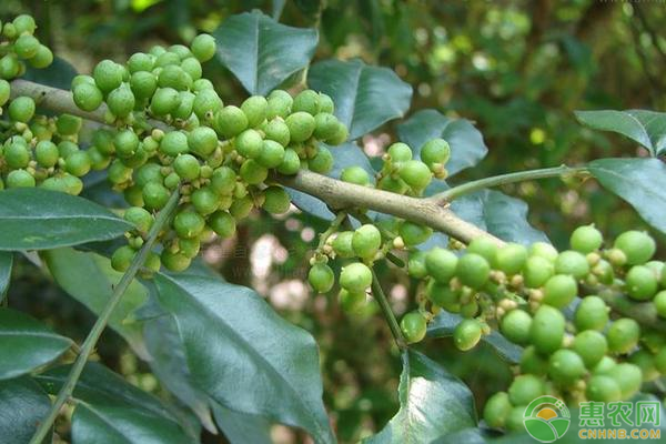 花椒价格多少钱一斤？花椒的种植前景怎么样？