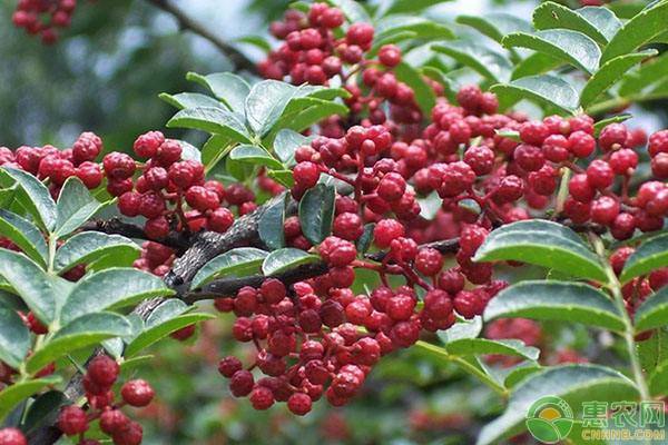 花椒价格多少钱一斤？花椒的种植前景怎么样？