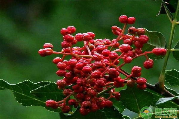 花椒价格多少钱一斤？花椒的种植前景怎么样？