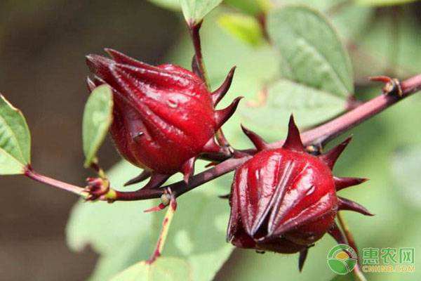 洛神花有什么功效？洛神花种植前景和效益分析