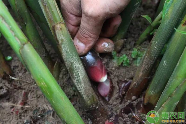 阳荷姜价格多少钱一斤？阳荷姜的种植技术有哪些？