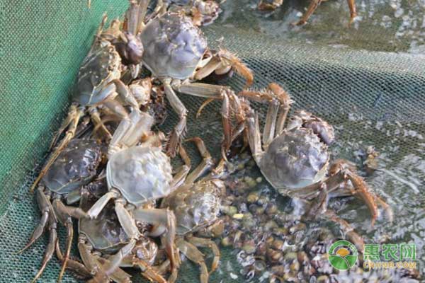 大闸蟹怎么清洗？养殖大闸蟹的三个误区