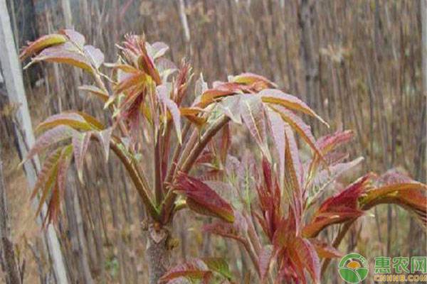 哪些野菜可以人工种植？适合人工种植的10种野菜利润介绍