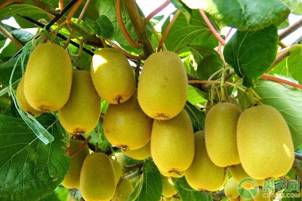 软枣猕猴桃苗多少钱一棵？软枣猕猴桃适合什么地方种植？