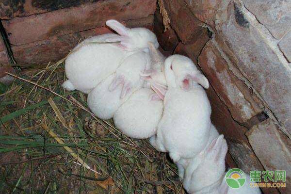广东村民农村养兔成带头人，带动村民共同养兔增收！