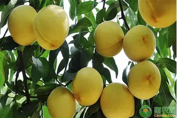 黄桃价格多少钱一斤？黄桃的种植技术有哪些？