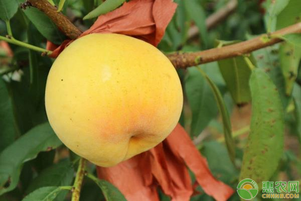 黄桃价格多少钱一斤？黄桃的种植技术有哪些？
