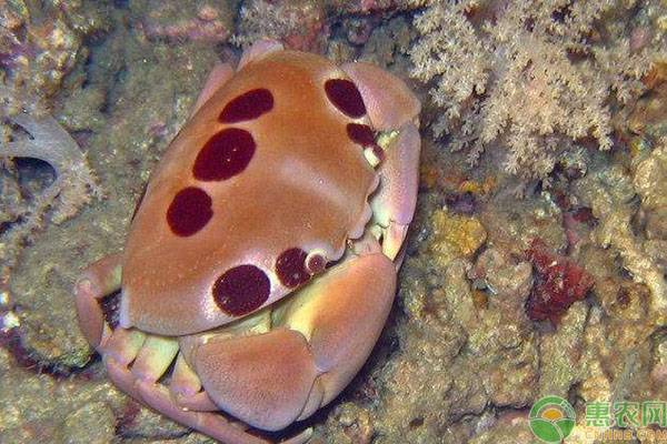 哪种螃蟹有毒不能吃？如何分辨毒蟹？