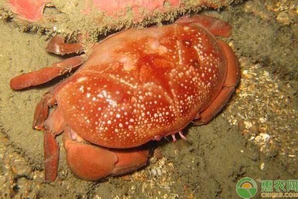 哪种螃蟹有毒不能吃？如何分辨毒蟹？
