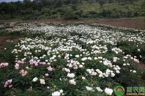 白芍价格多少钱一斤?2019年种白芍赚钱吗?前景如何?