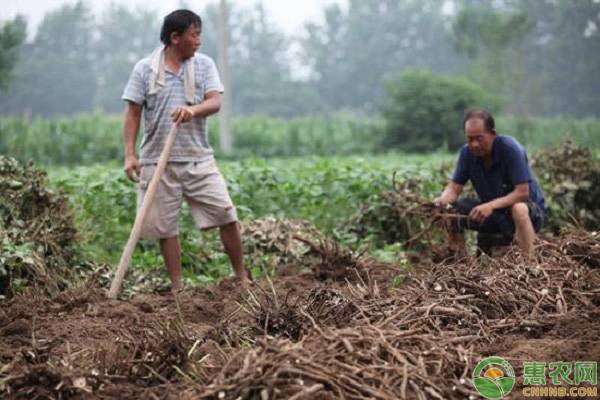 白芍价格多少钱一斤?2019年种白芍赚钱吗?前景如何?