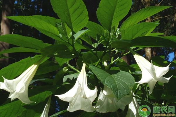 曼陀罗花的花语是什么(曼陀罗兰加洛斯多少钱一朵)