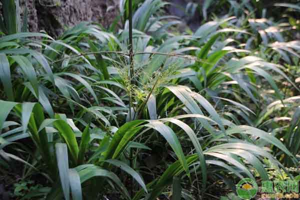 香龙草多少钱一斤?用香龙草泡茶喝有哪些利与弊?