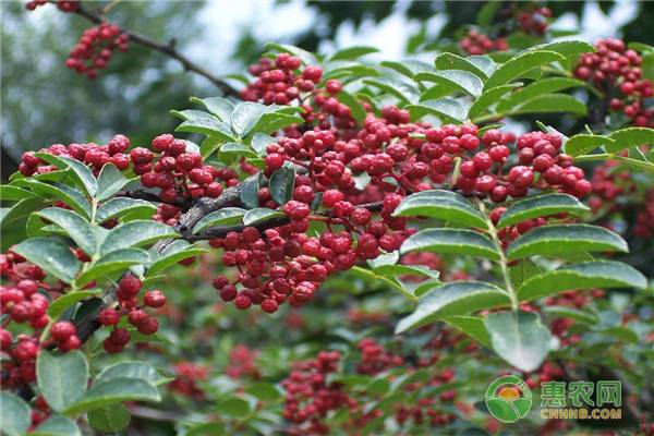 院子里种花椒树好吗？看完就明白！