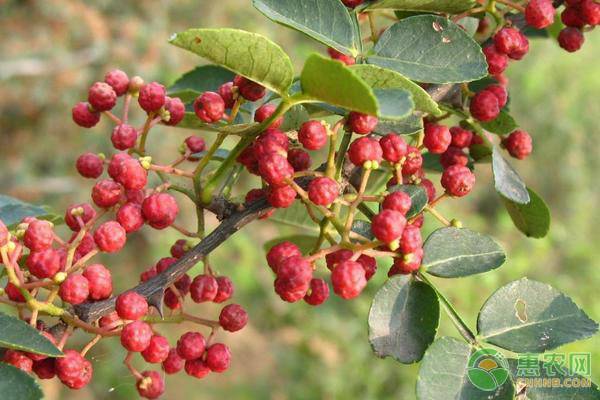 院子里种花椒树好吗？看完就明白！