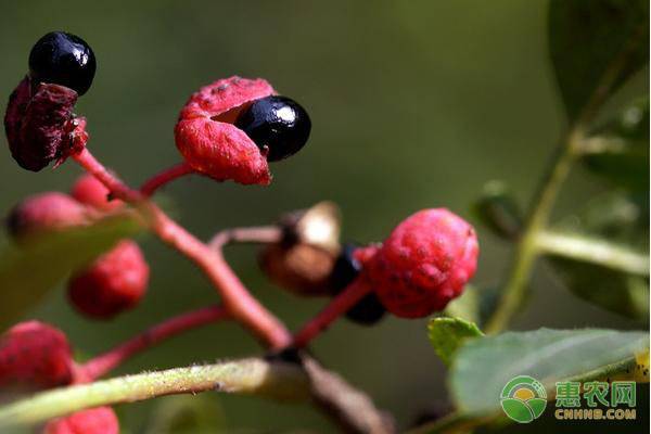 院子里种花椒树好吗？看完就明白！