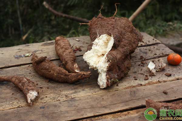 江西葛根多少钱一斤？种植前景如何？（附种植利润分析）