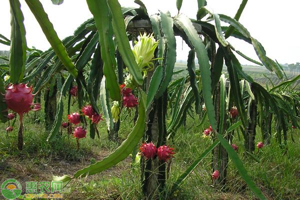 2020年适合农村种植的水果项目介绍，这几种利润非常可观！