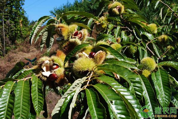 板栗价格多少钱一斤？板栗种植成本利润分析