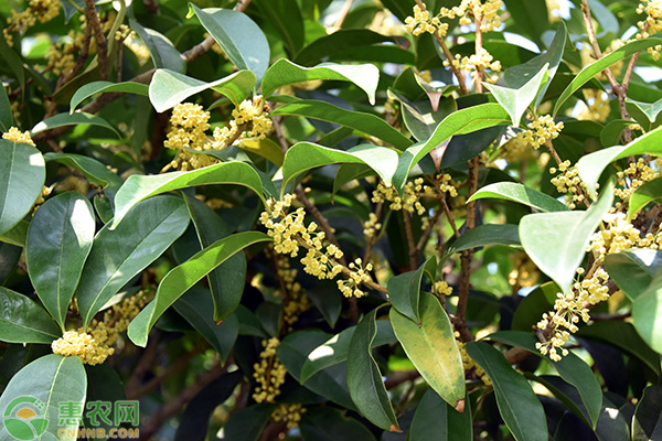 桂花树苗多少钱一棵？桂花树种植前景怎么样？