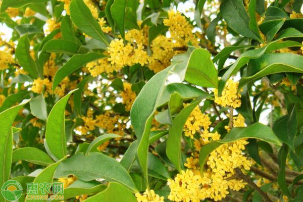 桂花树苗多少钱一棵？桂花树种植前景怎么样？