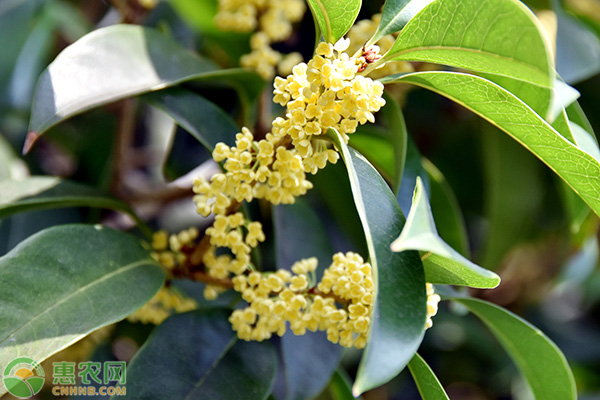 桂花树苗多少钱一棵？桂花树种植前景怎么样？