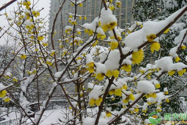 冬天有什么花？这10种花不怕冻照常开！