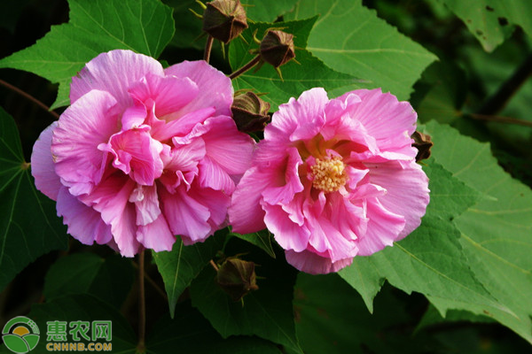 九月开什么花？这些花卉品种要记得！