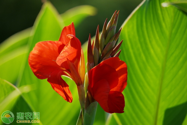 九月开什么花？这些花卉品种要记得！